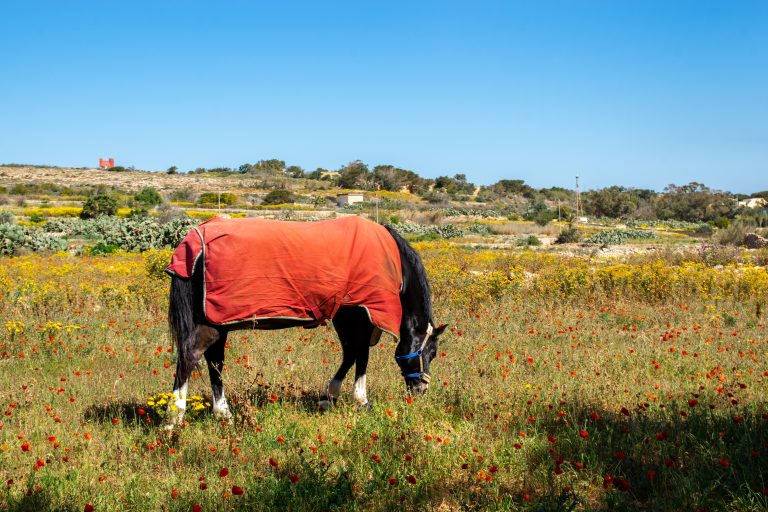 Commercial farm or land